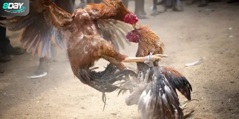 Giải mã về bộ môn đá gà cựa dao
