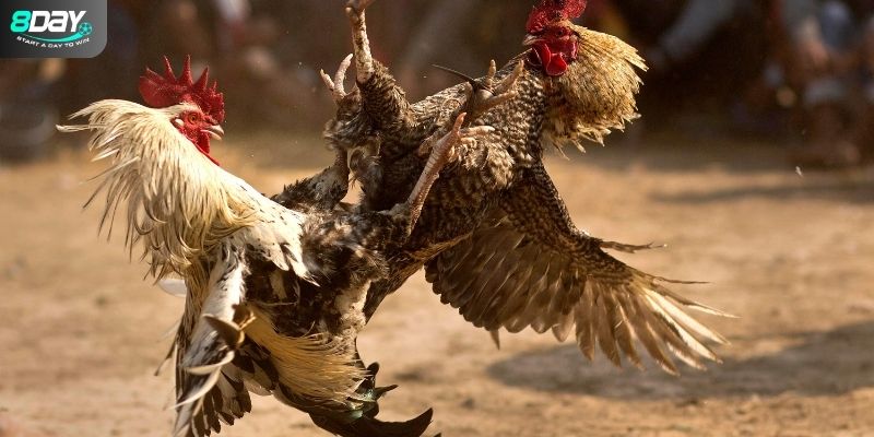 Cách thức tham gia đá gà trực tuyến tại 8Day