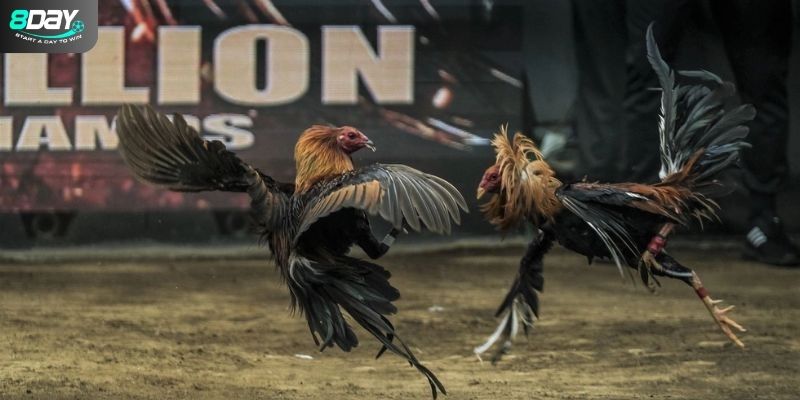 Kinh nghiệm đặt cược khi chọi gà cựa dao luôn thắng tại 8Day