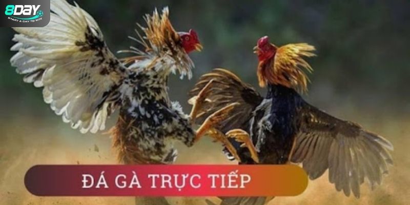Đôi nét về đá gà trực tiếp hôm nay