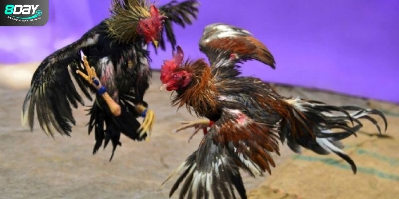 Những ưu điểm nổi bật về đá gà trực tiếp người chơi quan tâm